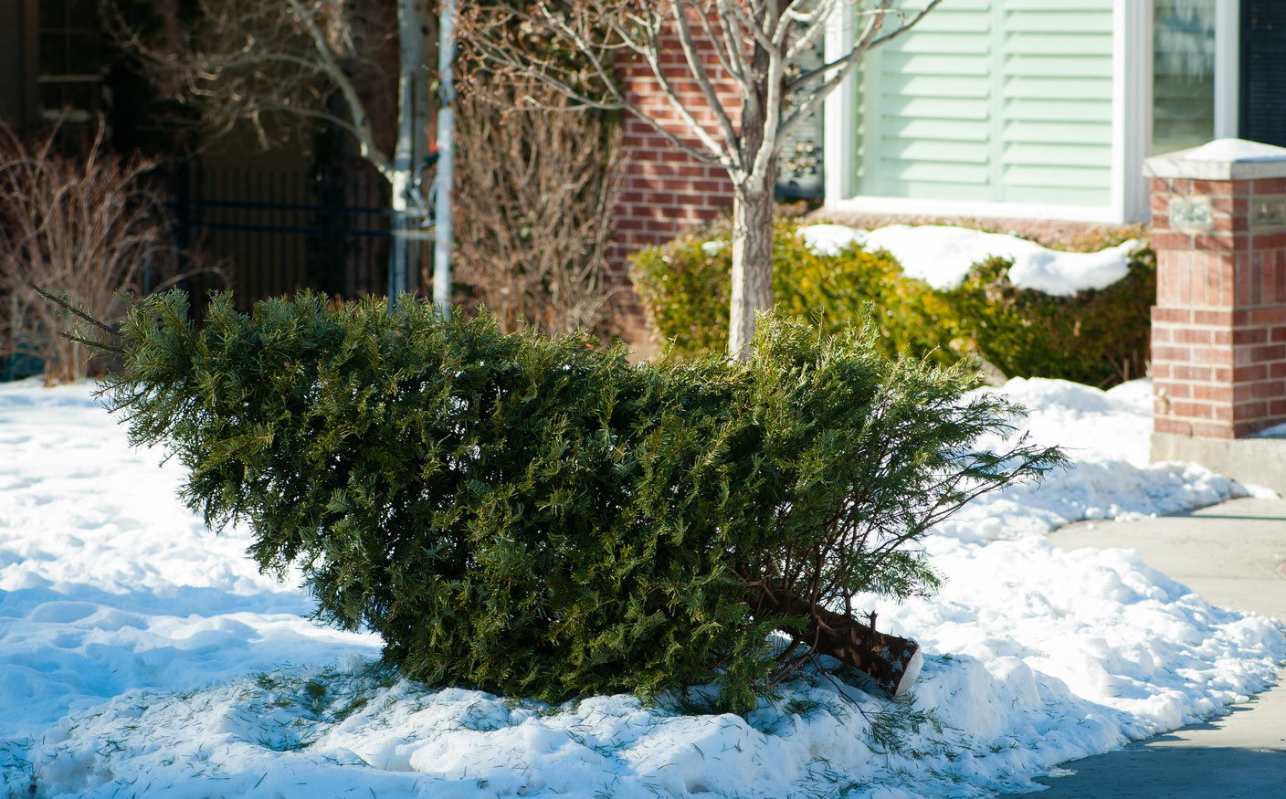 463559227 Recycled Christmas Tree