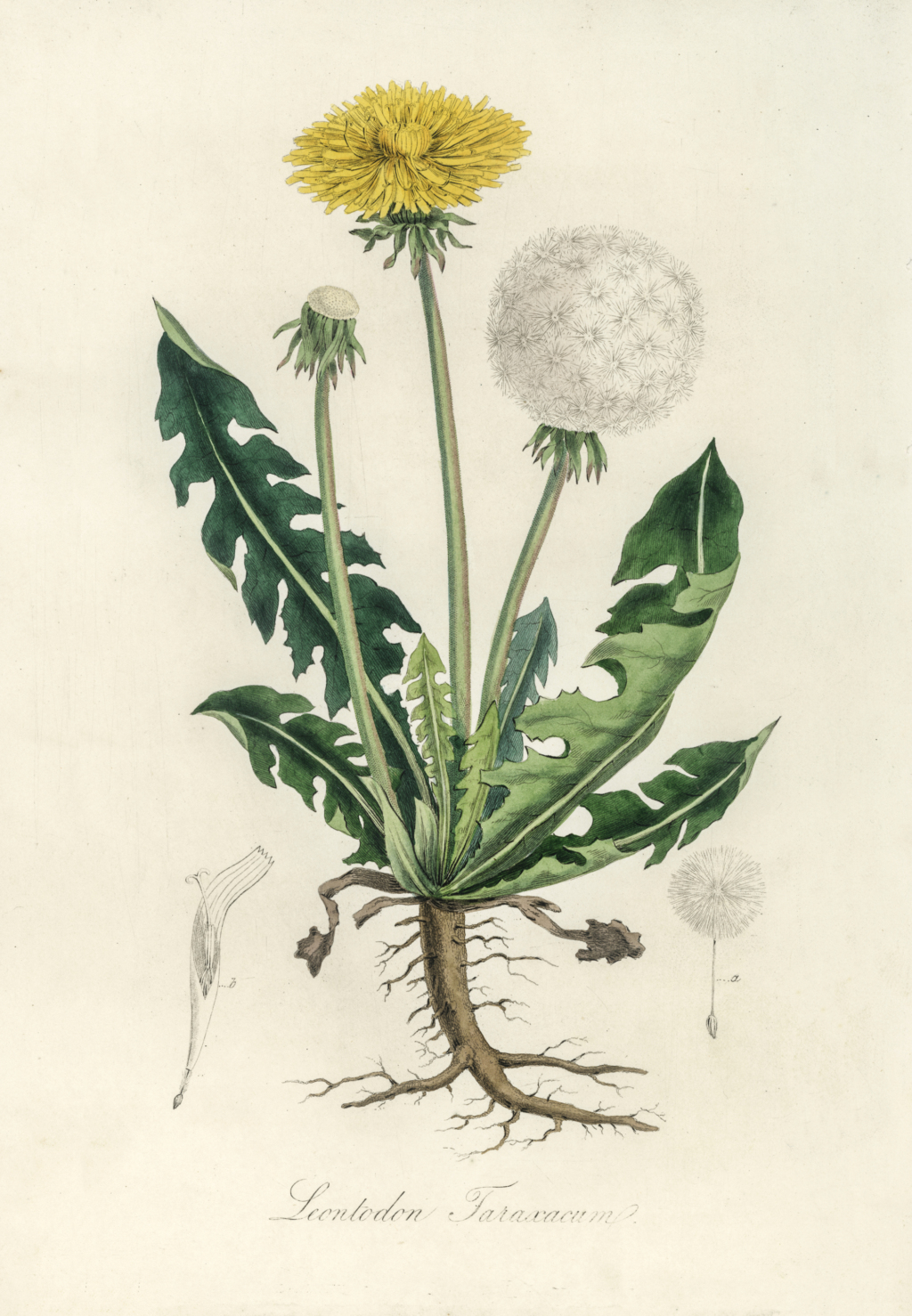 Leontodon taraxacuma illustration from Medical Botany (1836) by John Stephenson and James Morss Churchill.